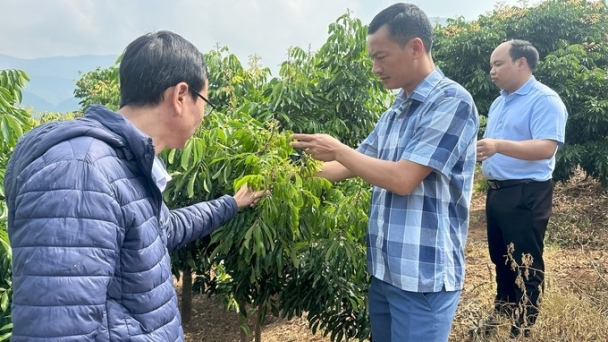 Son La fruit reaches out to the sea: Pruning when longan has just set young fruits